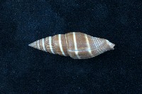 藏品(黑筆螺)的圖片